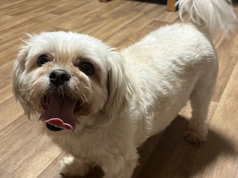 Shihtzu X Maltese